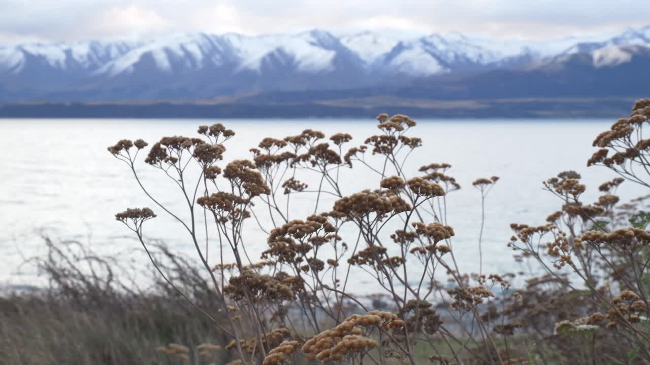 Peaceful Scenery At Lake Tekapo, Mackenzie Basin, South Island, New Zealand - Static Shot