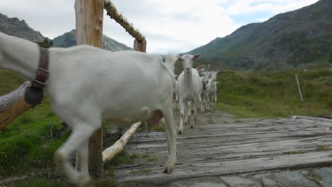 cabras cruzando un camino en un prado con montañas