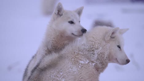 two sled dogs stand in a snowstorm on the outskirts of ilulissat, greenland