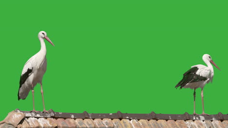 Close-up-of-wild-storks-resting-on-roof-of-house-with-green-screen-in-background