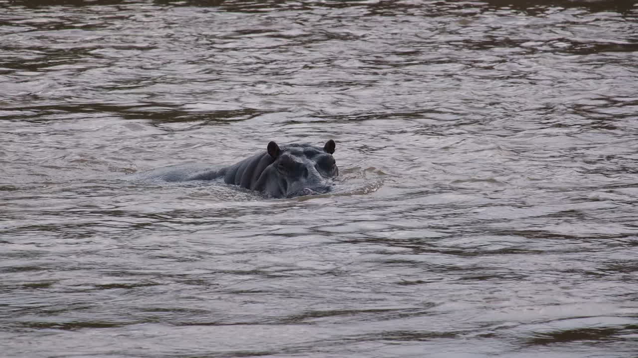 Hippopotamus partially submerged in river, Maasai Mara, Africa