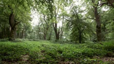un panorama de un denso y exuberante bosque antiguo verde en plena hoja de verano, worcestershire, inglaterra, reino unido