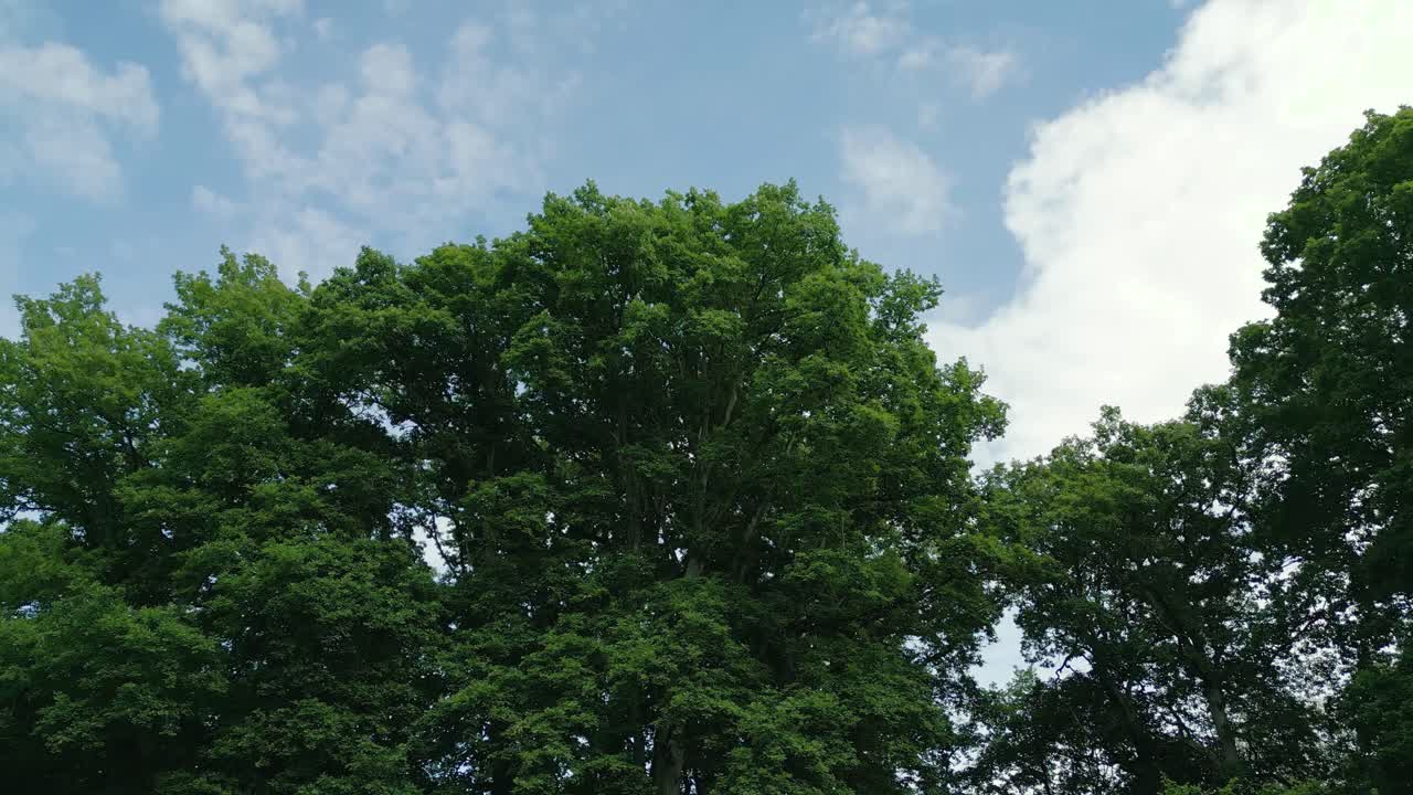 화창한 날 프랑스 노르망디의 한 들판 한가운데 있는 나무 주위를 회전하는 드론의 4k 영화적 자연 영상