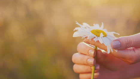 Women's-hands-gently-stroke-flower-petals