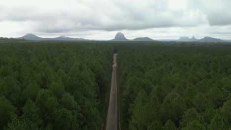 revealing view traveling down a logging road through forest plantation leading to a scenic sculptured mountain range