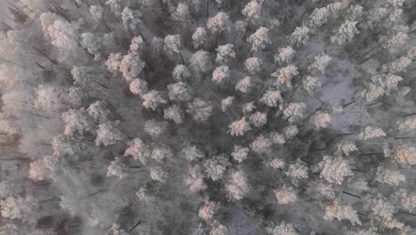 Drohne-Fliegt-über-Bäume-Im-Verschneiten-Schweden
