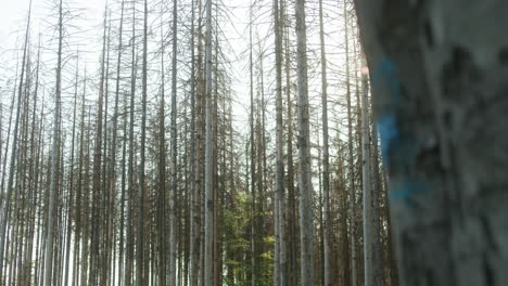 Damaged-dead-dry-spruce-trees-hit-by-bark-beetle-in-Czech-countryside