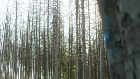 Beschädigte,-Tote,-Trockene-Fichten,-Die-In-Der-Tschechischen-Landschaft-Vom-Borkenkäfer-Befallen-Wurden