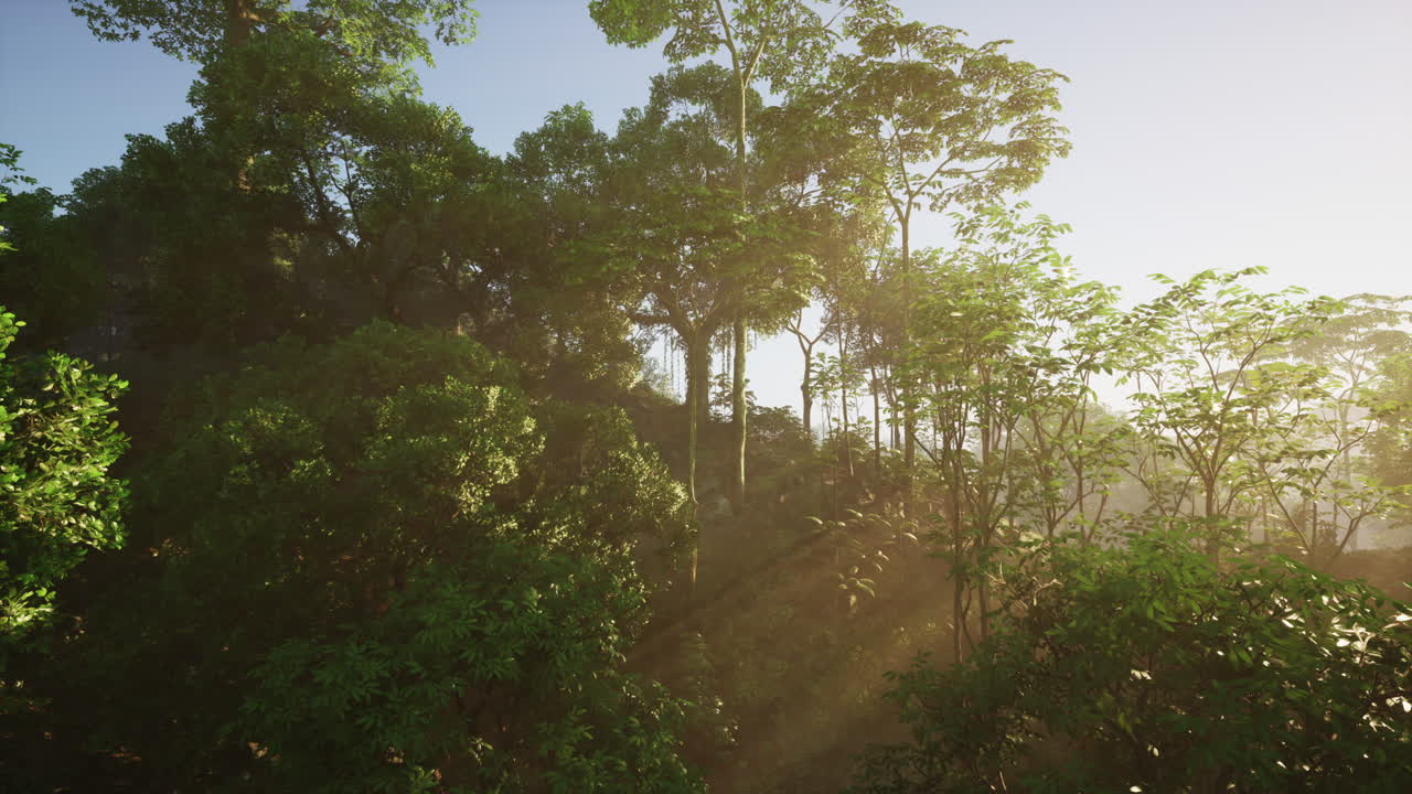 la luz del sol fluye a través de los árboles del bosque