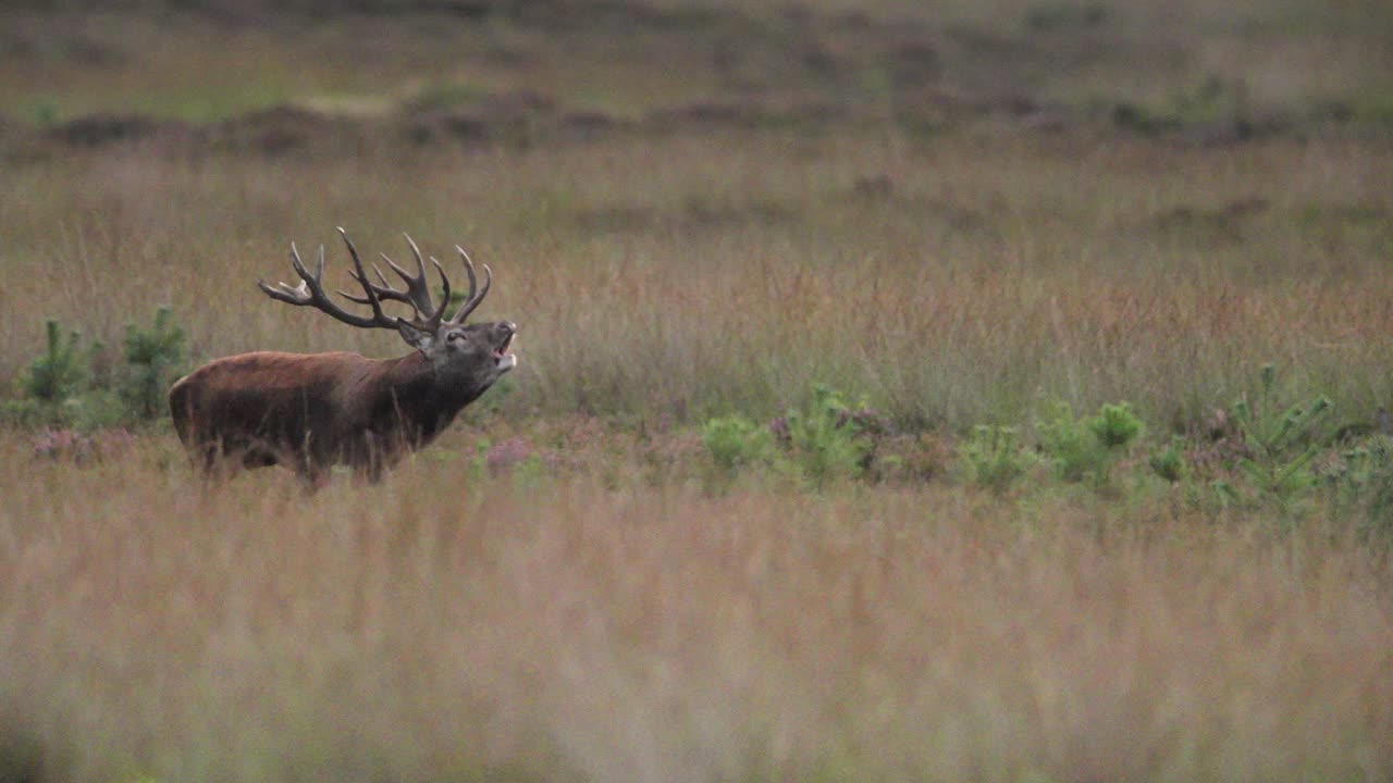 disparo medio de un gran ciervo rojo macho con un harén de hace en un campo de hierba marrón mirando a su alrededor y llamando con su aliento visible en el aire frío