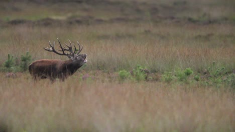 Medium-shot-of-a-large-male-red-deer-with-a-harem-of-does-in-a-brown-grassy-field-looking-around-and-calling-out-with-his-breath-visible-in-the-chilly-air