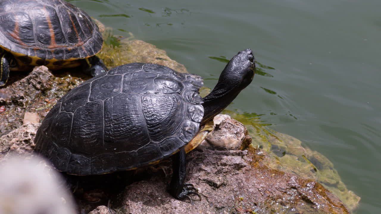 Turtles sunbathing on some rocks