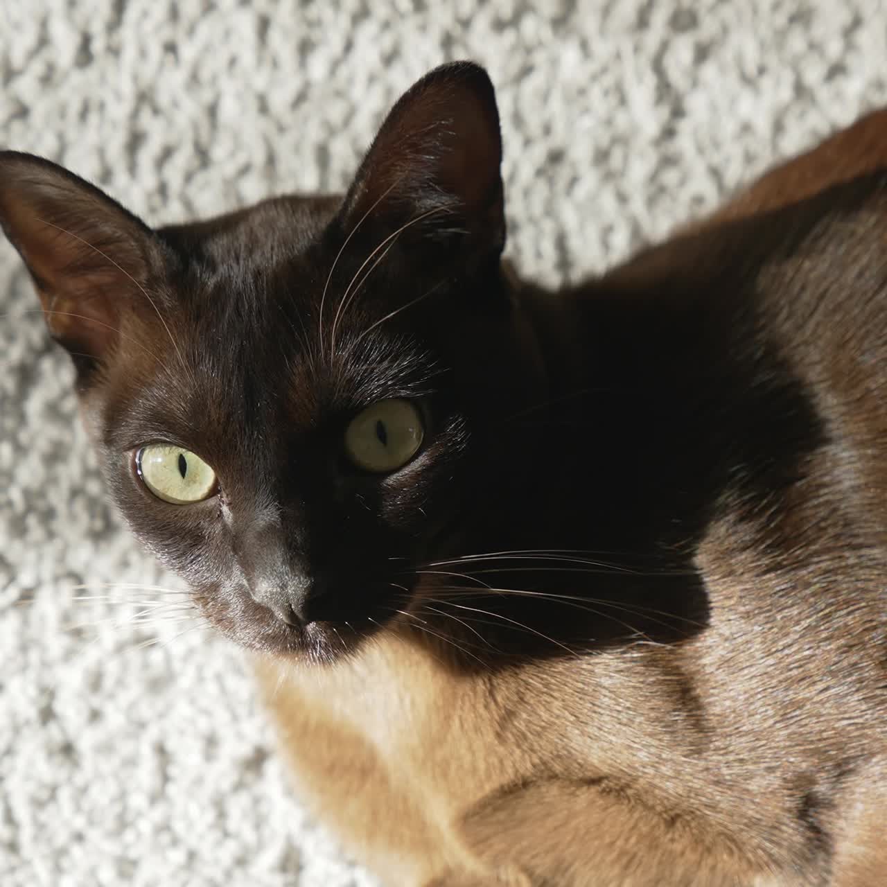Adorabile gatto marrone in casa