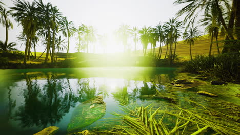 lush landscape with palm trees and reflections in tranquil water at sunset