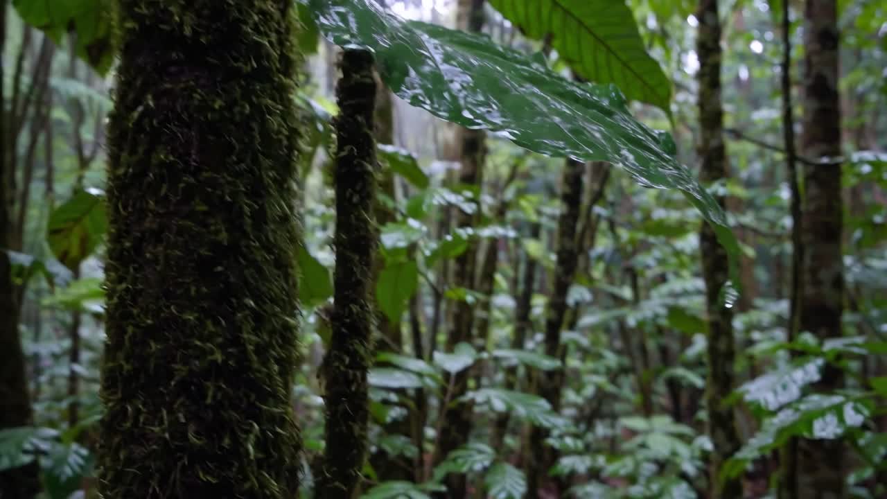Close-up video shot of a lush, rainy forest with a focus on a moss-covered tree trunk and wet
