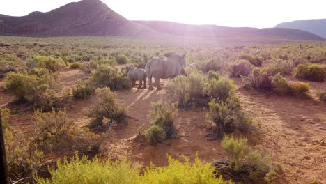rinoceronte en su hábitat natural en sudáfrica