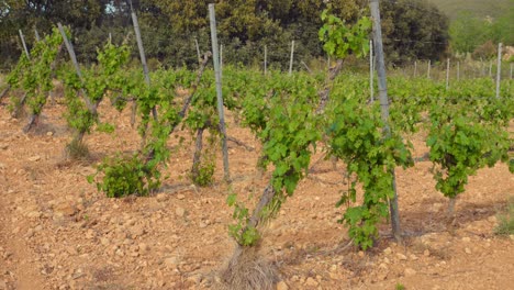 shot of rows of grape vineyard plantation on a sunny day along rural countryside