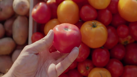 la mano de un cliente sostiene un tomate sobre el mostrador en un mercado de agricultores. vista en primera persona