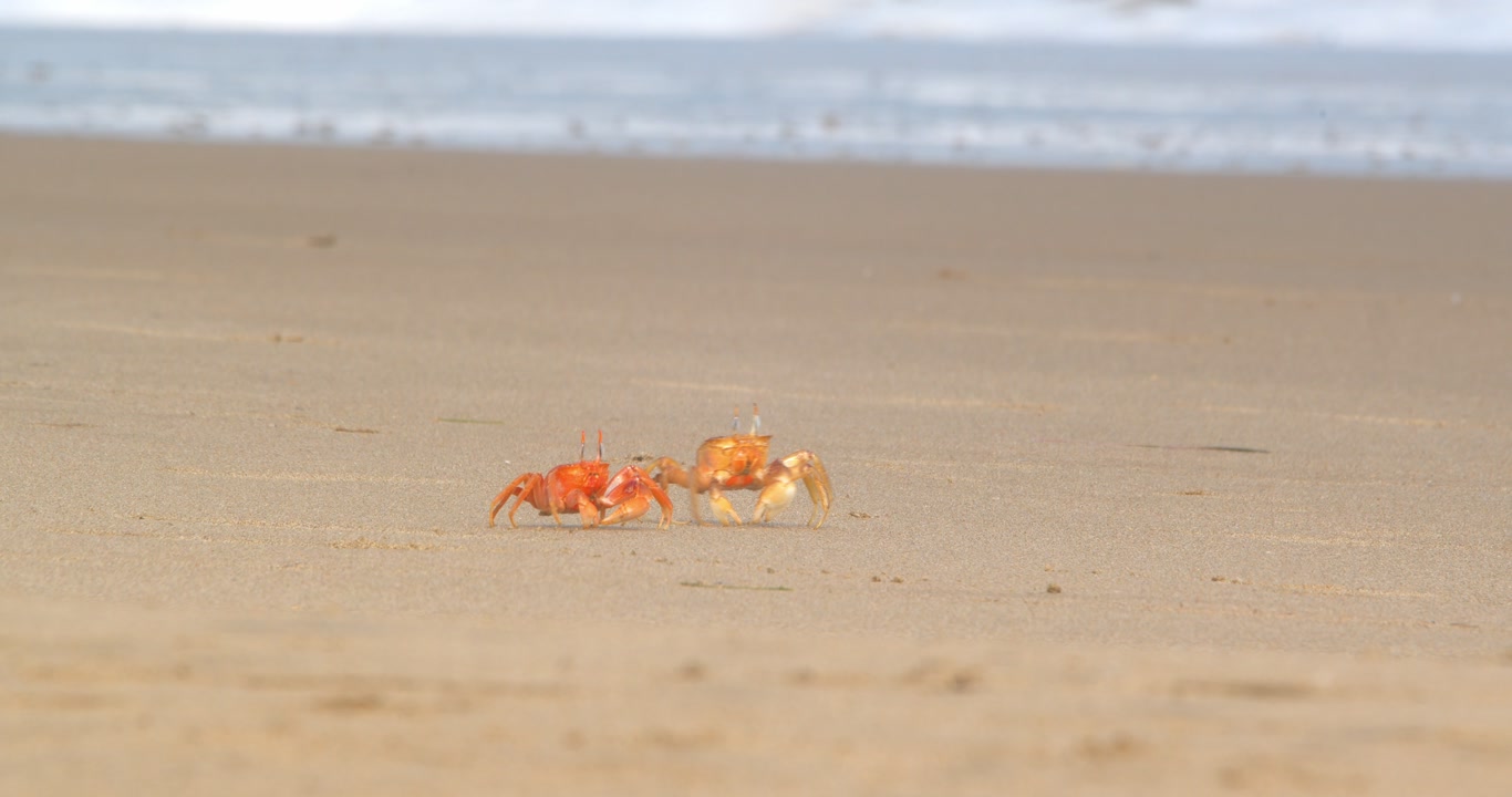 Two crabs approaching and filtering sand along the shore Piura Peru
