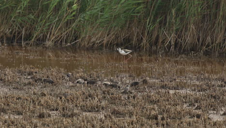 common starlings and stilt walker in swamp.