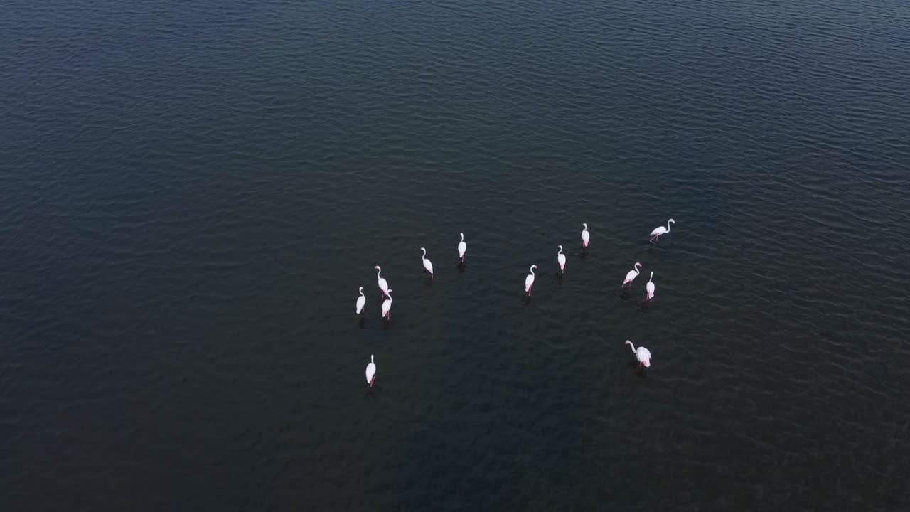 grupo de flamencos rosados descansando en un lago en grecia durante el día - de arriba hacia abajo