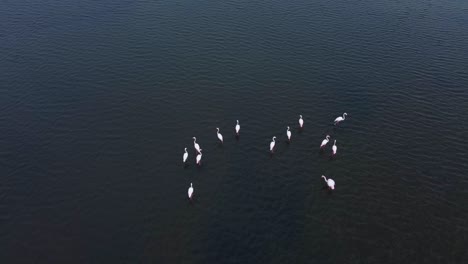 group of pink flamingos resting in lake in greece during daytime - aerial top down