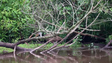 Ein-Limpkin-Oder-Aramus-Guarauna,-Der-Im-Späten-Abendlicht-In-Einem-Schmutzigen-See-Herumwatet-Und-Nach-Nahrung-Sucht