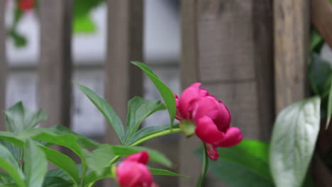beautiful dark pink peony moving with the breeze of a cloudy day near the neighbour's fence