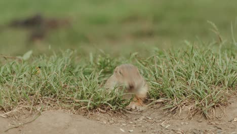 Closeup-of-a-groundhog-coming-out-from-his-hole-to-pick-up-and-eat-sunflower-seeds