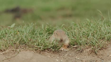 primer plano de una marmota saliendo de su agujero para recoger y comer semillas de girasol