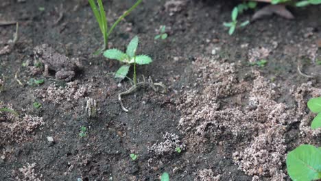 small frog in the mud