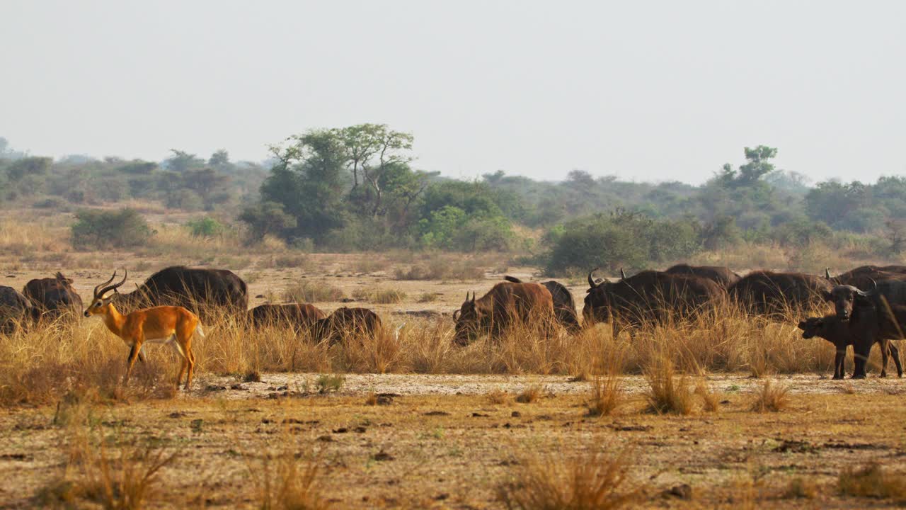 A lone Uganda kob - Kobus kob thomasi walks alongside a large herd of African buffalos - Syncerus caffer on a dusty open savannah in Uganda, captured in slow motion for clarity