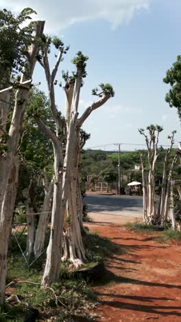 a scenic view of trees lining a road