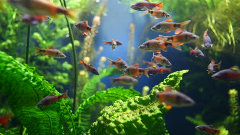 escuela de peces de color naranja púrpura nadando en un acuario limpio entre plantas de agua verde - cierre estático