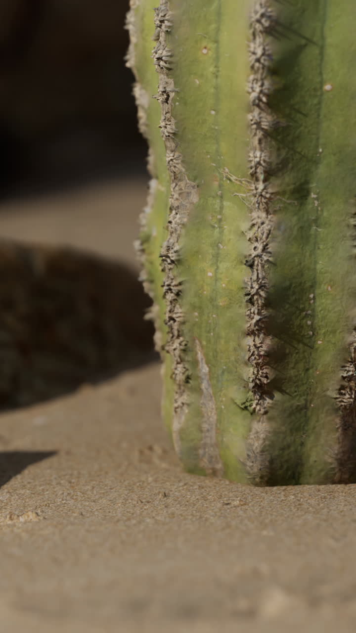 Primo piano di un cactus nel deserto
