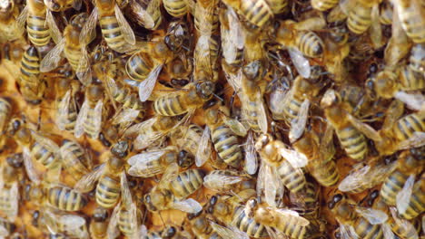 Leben-In-Einem-Bienenstock-Bienen-Arbeiten-An-Rahmen-Mit-Honigmakroaufnahme