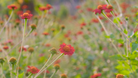 field of mexican sunflower