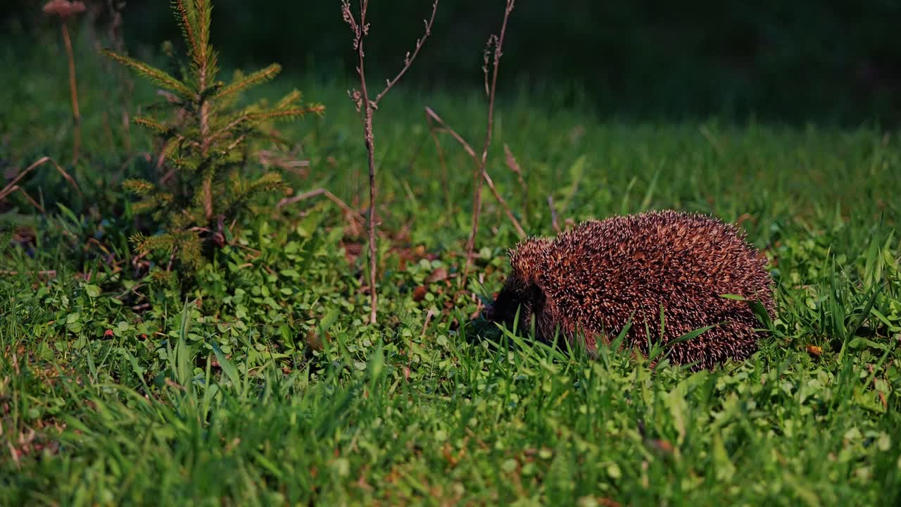 Charming hedgehog explores lush green grass in peaceful twilight landscape, 4k