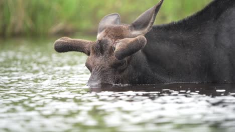 Nahaufnahme-Eines-Elchbullen-In-Zeitlupe,-Der-Tagsüber-In-Einem-Teich-Frisst-Und-Seinen-Kopf-Aus-Dem-Wasser-Hebt