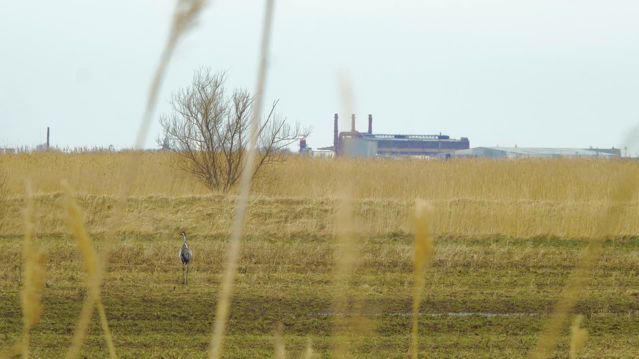 화창한 봄날 마른 풀밭을 걷고 있는 일반 크레인, 배경의 도시 환경, 먼 와이드 샷