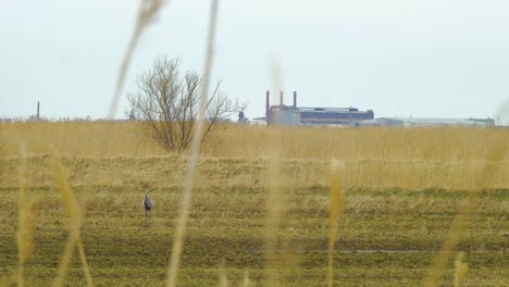 Common-crane-walking-on-a-dry-meadow-field-on-a-sunny-spring-day,-urban-environment-in-the-background,-distant-wide-shot