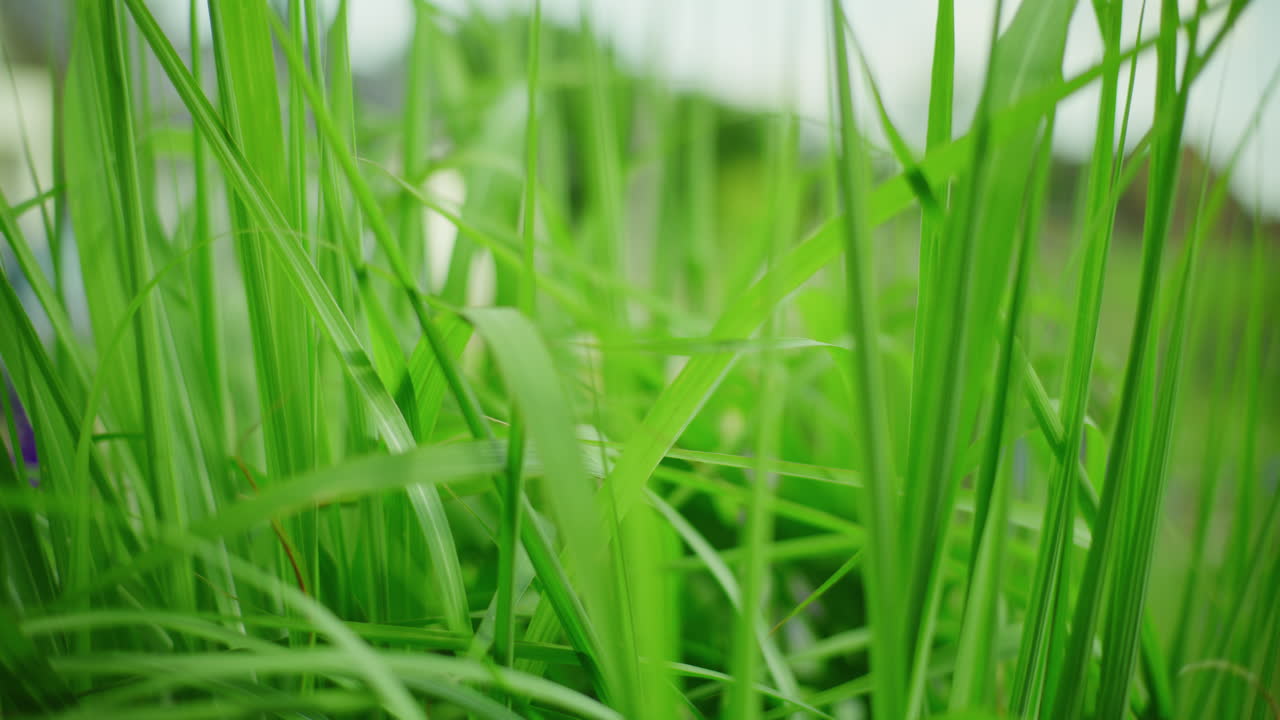 primer plano de la hierba verde