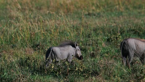young warthogs walking in the field in ol pejeta conservancy, kenya