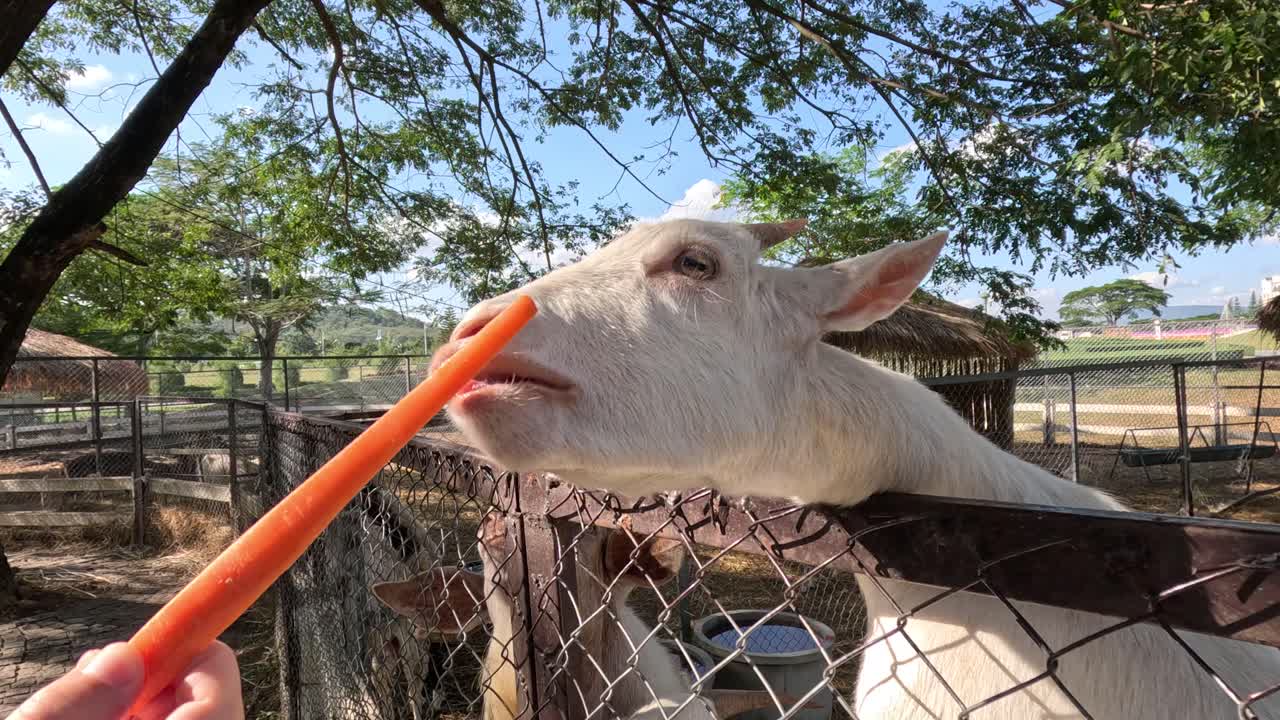 염소가 울타리를 통해 당근을 먹이고 있습니다.