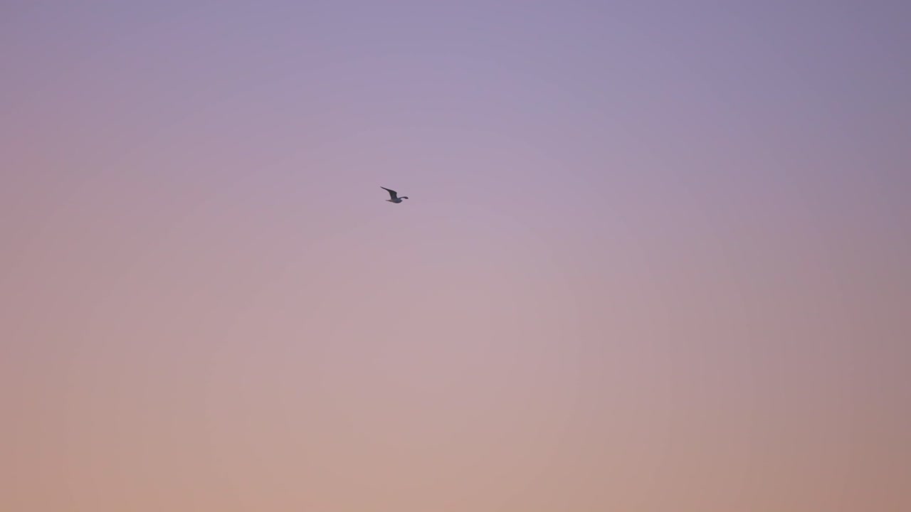 해가 뜨는 동안 보라색 하늘을 나는 갈매기의 슬로우 모션 트랙 샷
