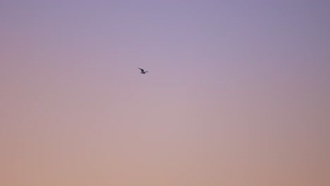 Toma-De-Pista-En-Cámara-Lenta-De-Gaviota-Voladora-Contra-El-Cielo-De-Color-Púrpura-Durante-El-Amanecer