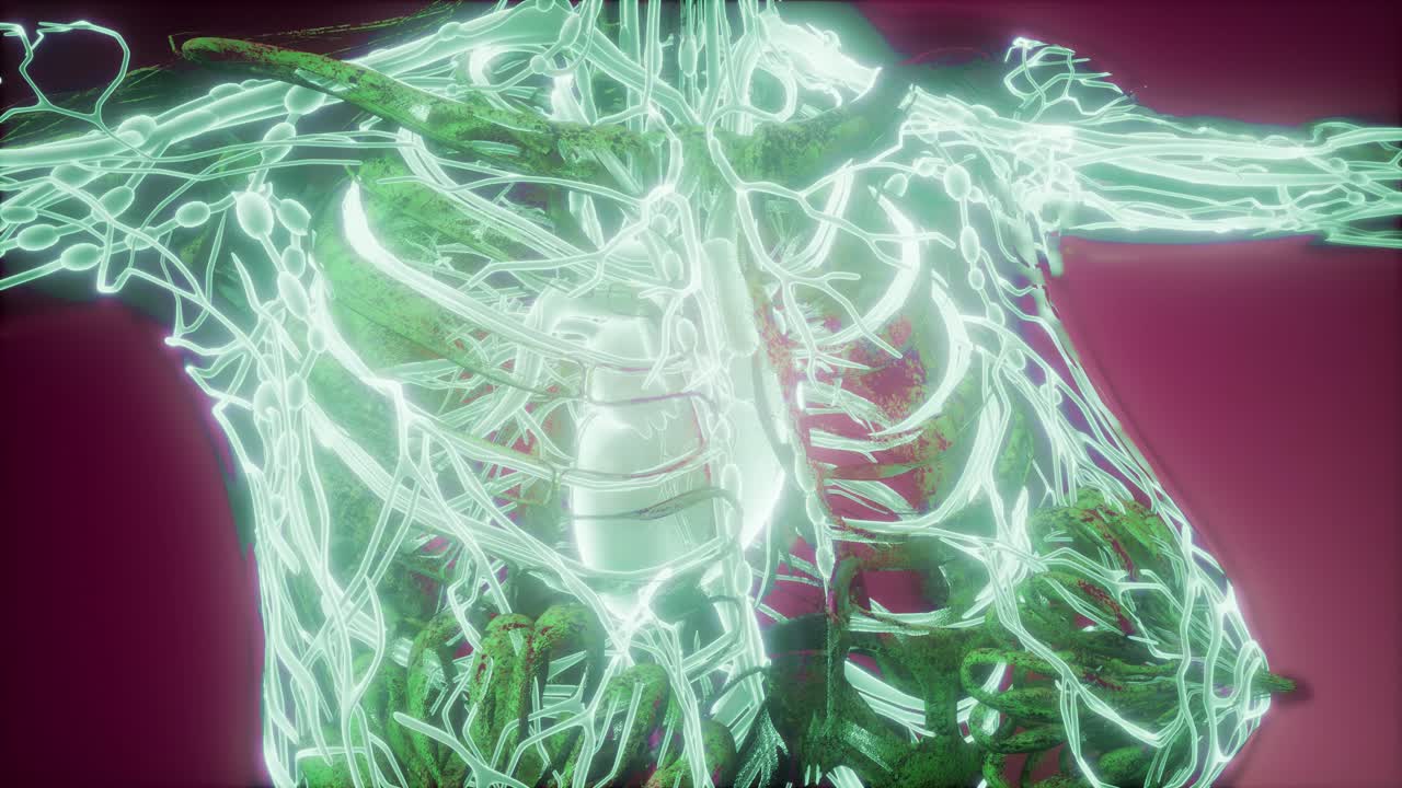 cuerpo humano con vasos sanguíneos brillantes