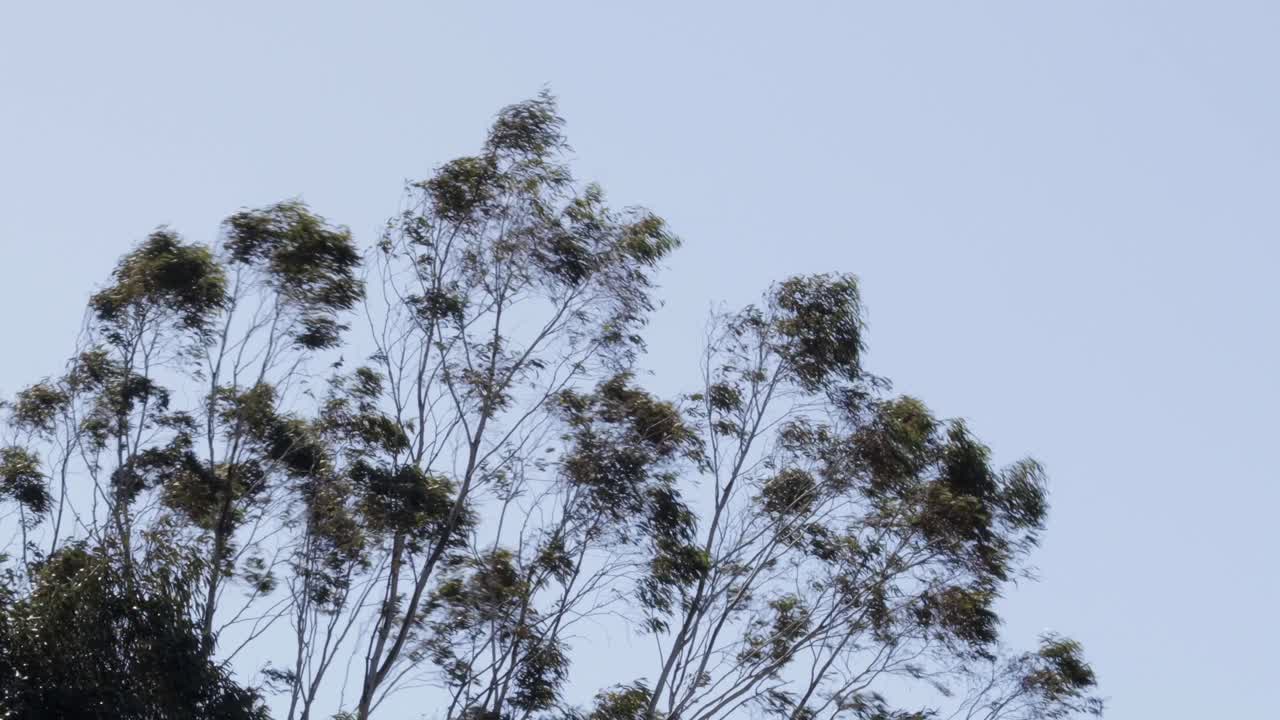 Gum Trees Moving In Strong Wind