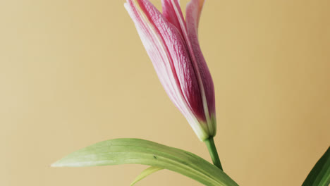 Video-of-pink-lily-flower-and-leaves-with-copy-space-on-yellow-background