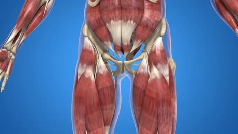 a detailed anatomy study of the human muscular and skeletal structure focusing on the lower body: understanding muscle interactions and joint mechanics